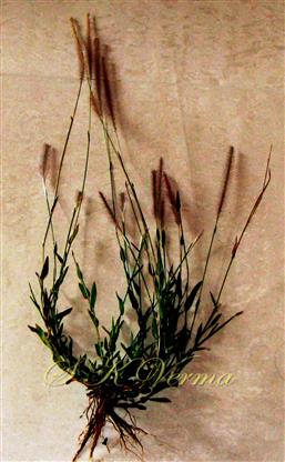  Plant